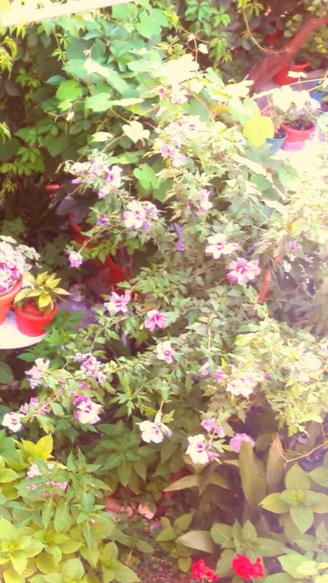 Апартаменты Apartmani Dačo Свети-Стефан-34